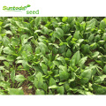 Dark Green fast  grow heat tolerant spinach seeds planter